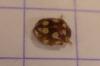 Vibidia duodecimguttata